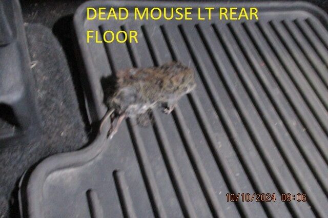 dead mouse